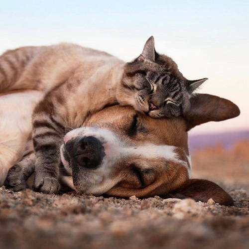 The-perfect-photo-of-a-cat-and-a-dog.jpg